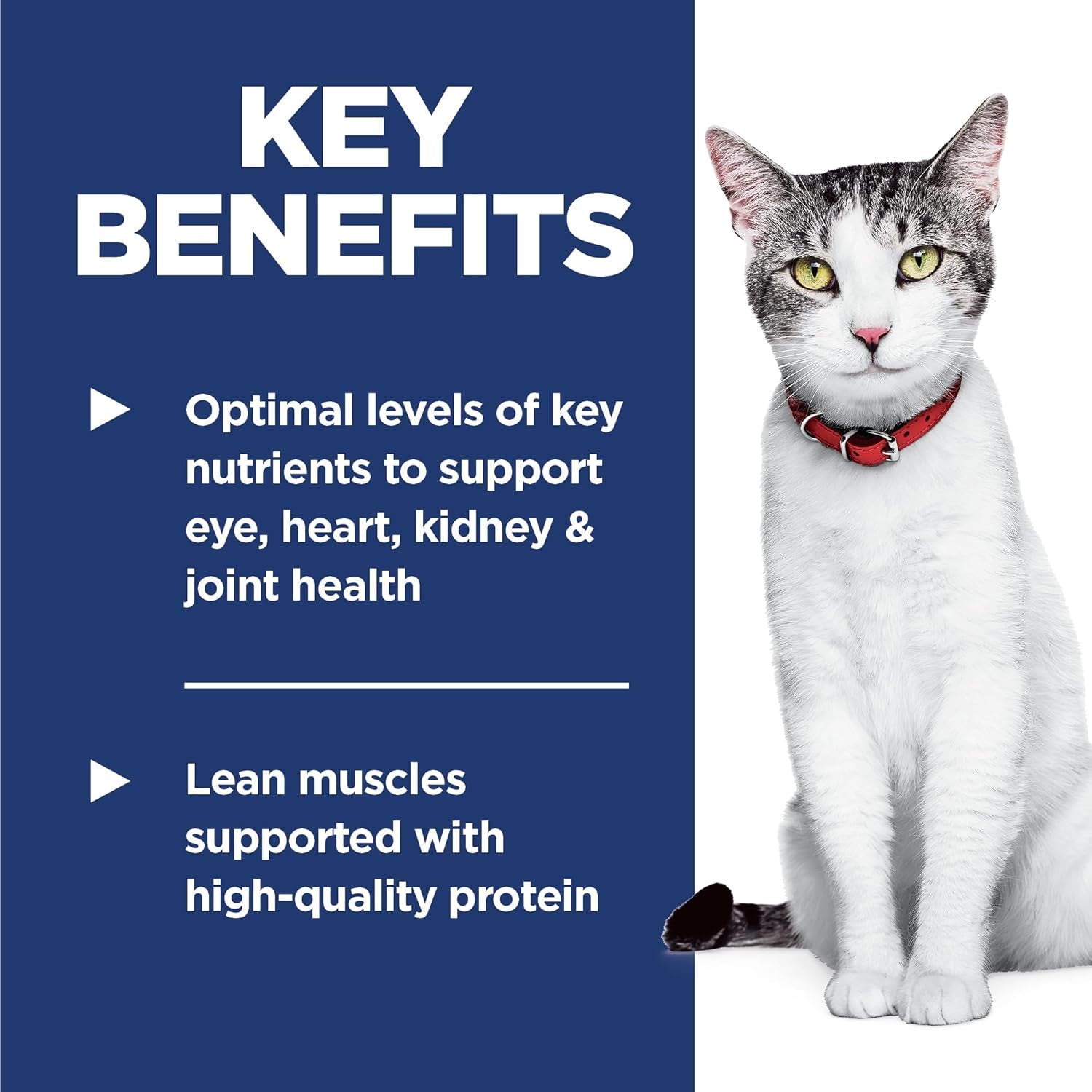 Adult 11+, Senior Adult 11+ Premium Nutrition, Dry Cat Food, Chicken Recipe, 3.5 Lb Bag