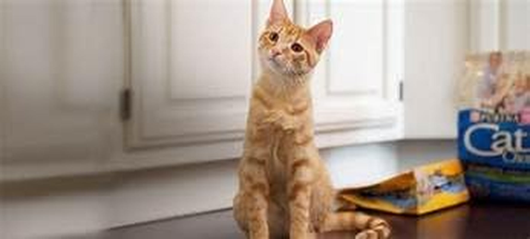 Kitten Chow Dry Kitten Food, Nurture, 3.15 Pound Bag Cat Chow