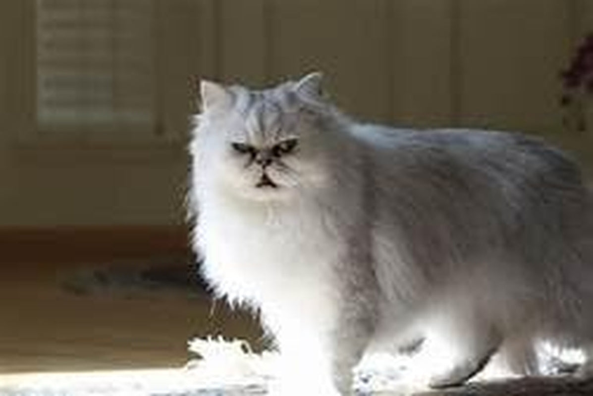 Kitten Chow Dry Kitten Food, Nurture, 3.15 Pound Bag Cat Chow