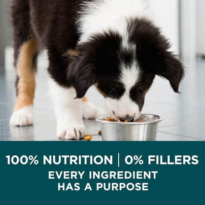 plus Puppy Dry Dog Food for Large Dogs High Protein Growth Support, Real Chicken - 31.1 Lb Bag